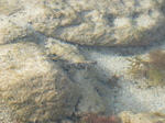 27677 Camouflaged fish.jpg